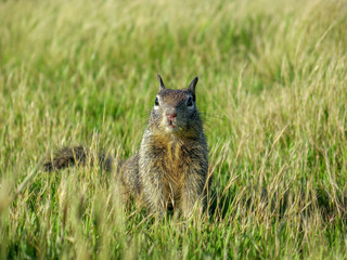 Squirrel Portrait in the Pacific Coast, CA