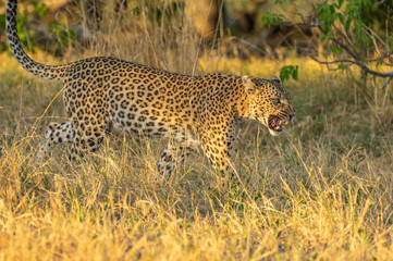 Leopard roaming its territory in the Moremi Game Reserve Botswana Africa