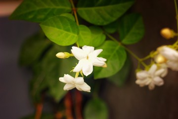 White Flowers of Jasminum sambac