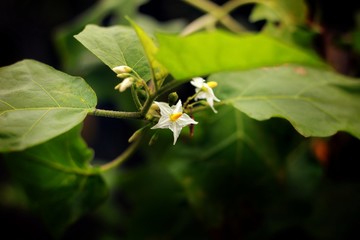 Solanum torvum flowers and leaf
