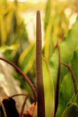 Anthurium Araceae Plant Flower