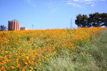 キバナコスモスの丘