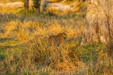 Leopard roaming its territory in the Moremi Game Reserve Botswana Africa