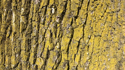 Moosige alte Eichenrinde bildfüllend