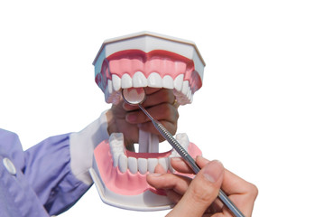 The dental model is used to teach how to check the cleanliness of the teeth by the doctor. isolated on white background of file with Clipping Path . 