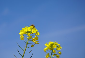 日本の菜の花と蜜蜂