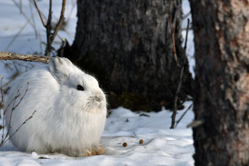 Alaskan snowshoe hare © JT Fisherman