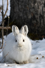 Alaskan snowshoe hare