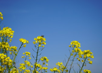 日本の菜の花と蜜蜂
