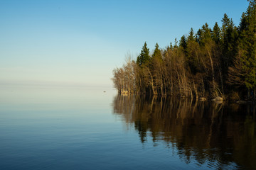Fototapeta premium Pine forest along the shore of Lake Ladoga