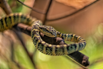 Detail of a Temple Pit Viper(