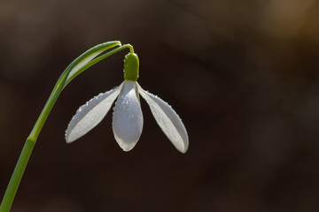 Snowdrop spring flowers. Delicate Snowdrop flower is one of the spring symbols telling us winter is leaving and we have warmer times ahead. Fresh green well complementing the white Snowdrop blossoms.