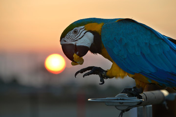 A macaw is eating orange with sun in sunset time