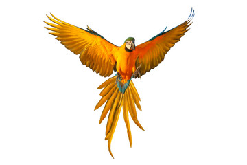 Colorful flying parrot isolated on white