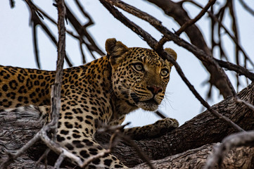 Leopard roaming its territory in the Moremi Game Reserve Botswana Africa