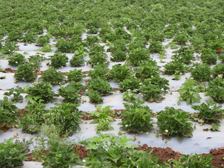 strawberry form in Lambasingi