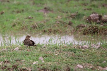 Collared pratincole at a water hole in Kenya