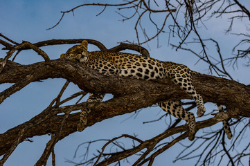 Fototapeta na wymiar Leopard roaming its territory in the Moremi Game Reserve Botswana Africa