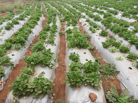 strawberry form in Lambasingi