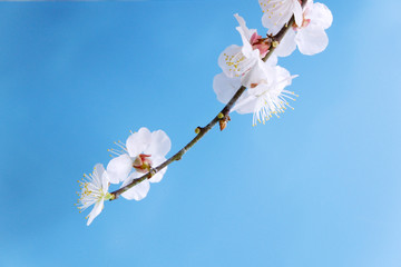 桜の写真と春の風景