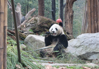 Giant panda is eating bamboo, Bifengxia Nature Reserve, Sichuan Province