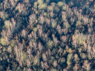vue aérienne d'une forêt en hiver dans les Yvelines en France