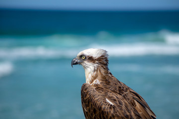 Australian Osprey at the beach