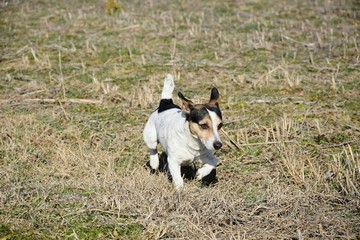 My lovely dog taking a walk in the park.