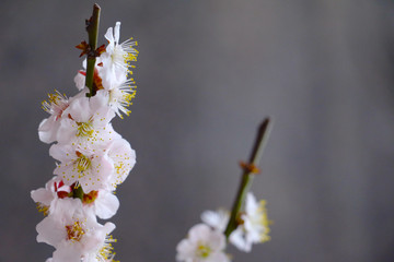 桜の写真と春の風景