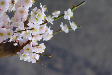 桜の写真と春の風景