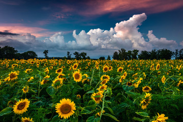 Field of blooming sunflowers on a background sunset