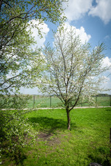 Fototapeta premium Flowers and twigs of cherry in spring