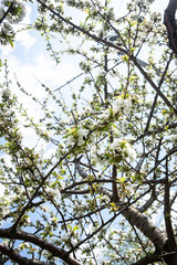Flowers and twigs of cherry in spring