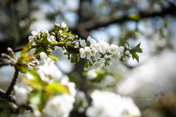 Flowers and twigs of cherry in spring