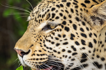 Fototapeta na wymiar Leopard roaming its territory in the Khwai Concession area of Botswana Africa