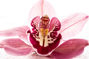 Fototapeta na wymiar Flowers on a white background close-up