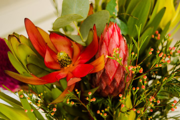 Australian Native Flowers