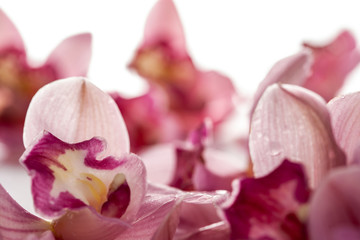 Flowers on a white background close-up