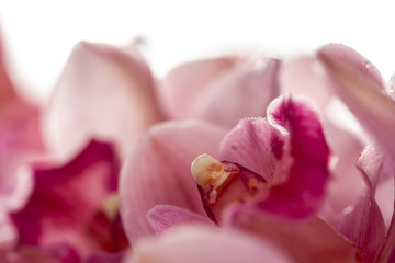 Fototapeta premium Flowers on a white background close-up