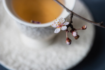 Cup of tea and blooming tree