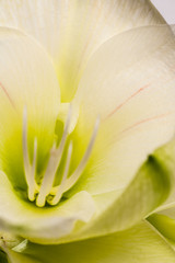 Flowers on a white background close-up