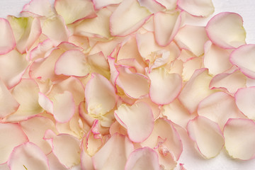 Flowers on a white background close-up