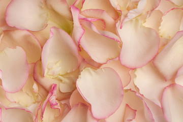 Flowers on a white background close-up