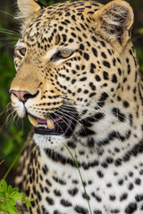 Fototapeta na wymiar Leopard roaming its territory in the Khwai Concession area of Botswana Africa