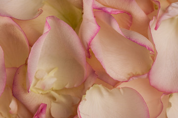 Flowers on a white background close-up