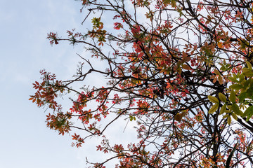 Background of nature