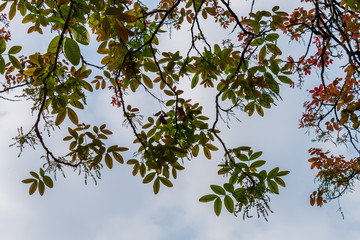 Background of nature