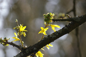 bourgeons et fleurs