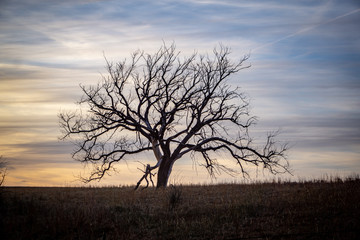 tree at sunset