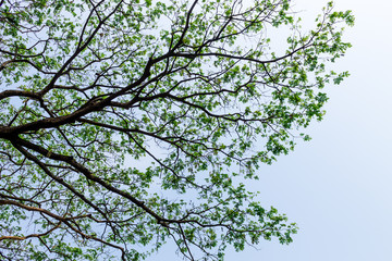 Background of nature